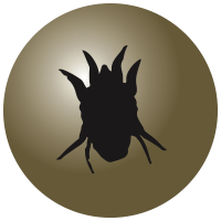 Ear Mites