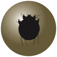 Sarcoptes Mites